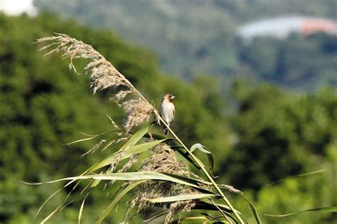 像麻雀的鳥|【鄉間鳥事】形似麻雀的黑嘴嗶仔——斑文鳥